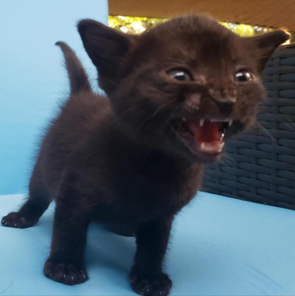 Enlarge Benson, a Adoptable mixed breed in Buford, GA image 5/6