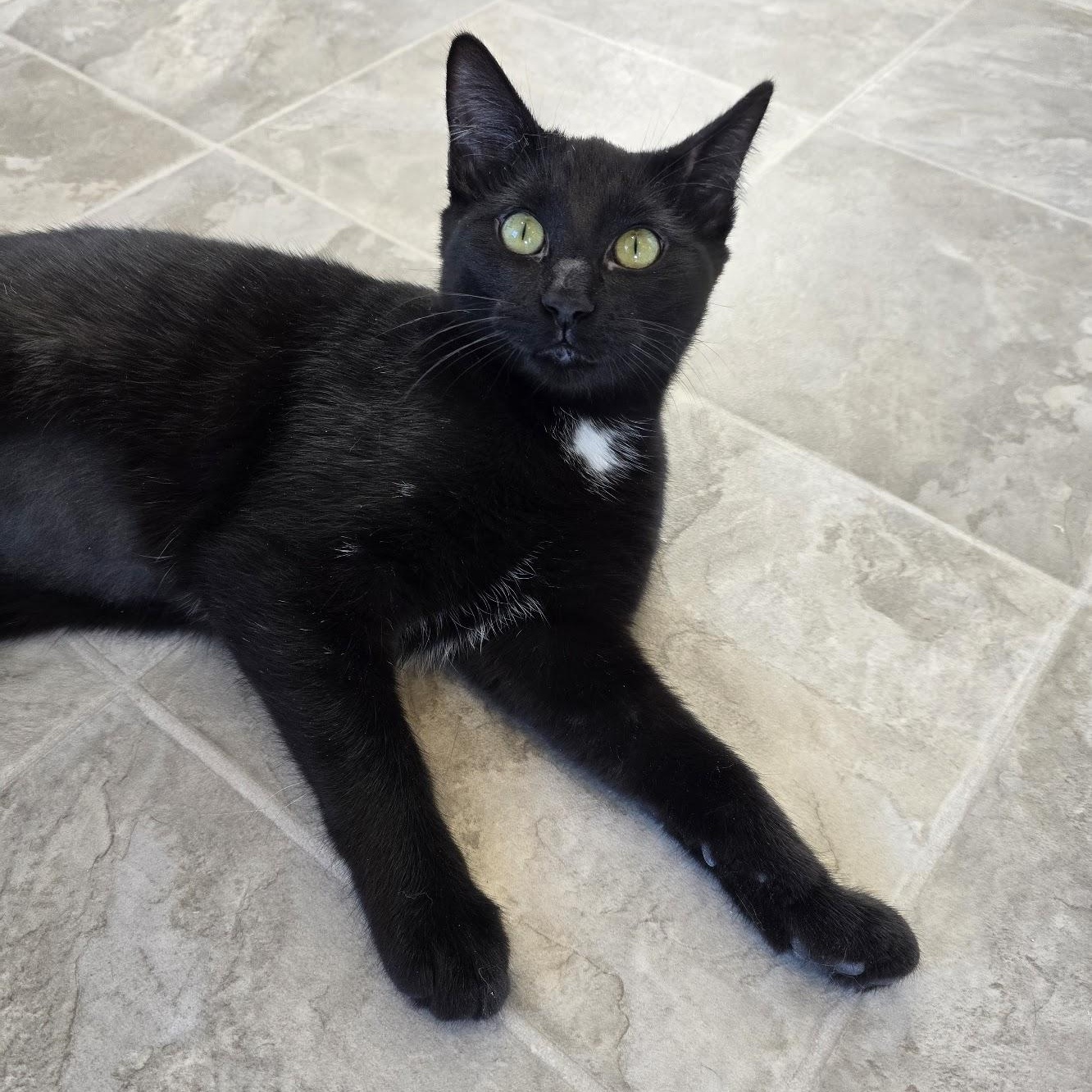 Ice Cream aka "I Scream" for attention, a Adoptable Domestic Short Hair in Beaufort, MO image 4/5
