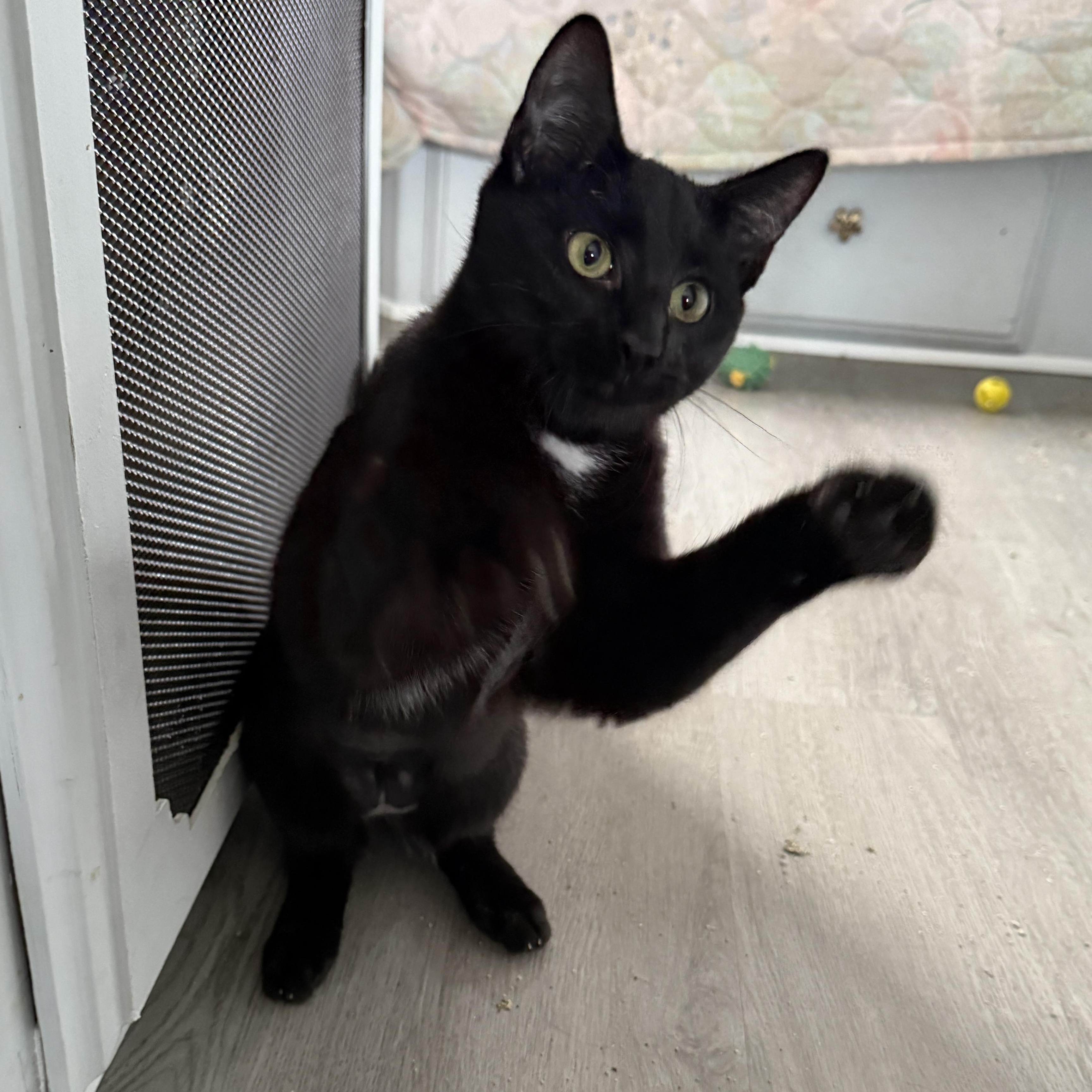Ice Cream aka "I Scream" for attention, a Adoptable Domestic Short Hair in Beaufort, MO image 2/5