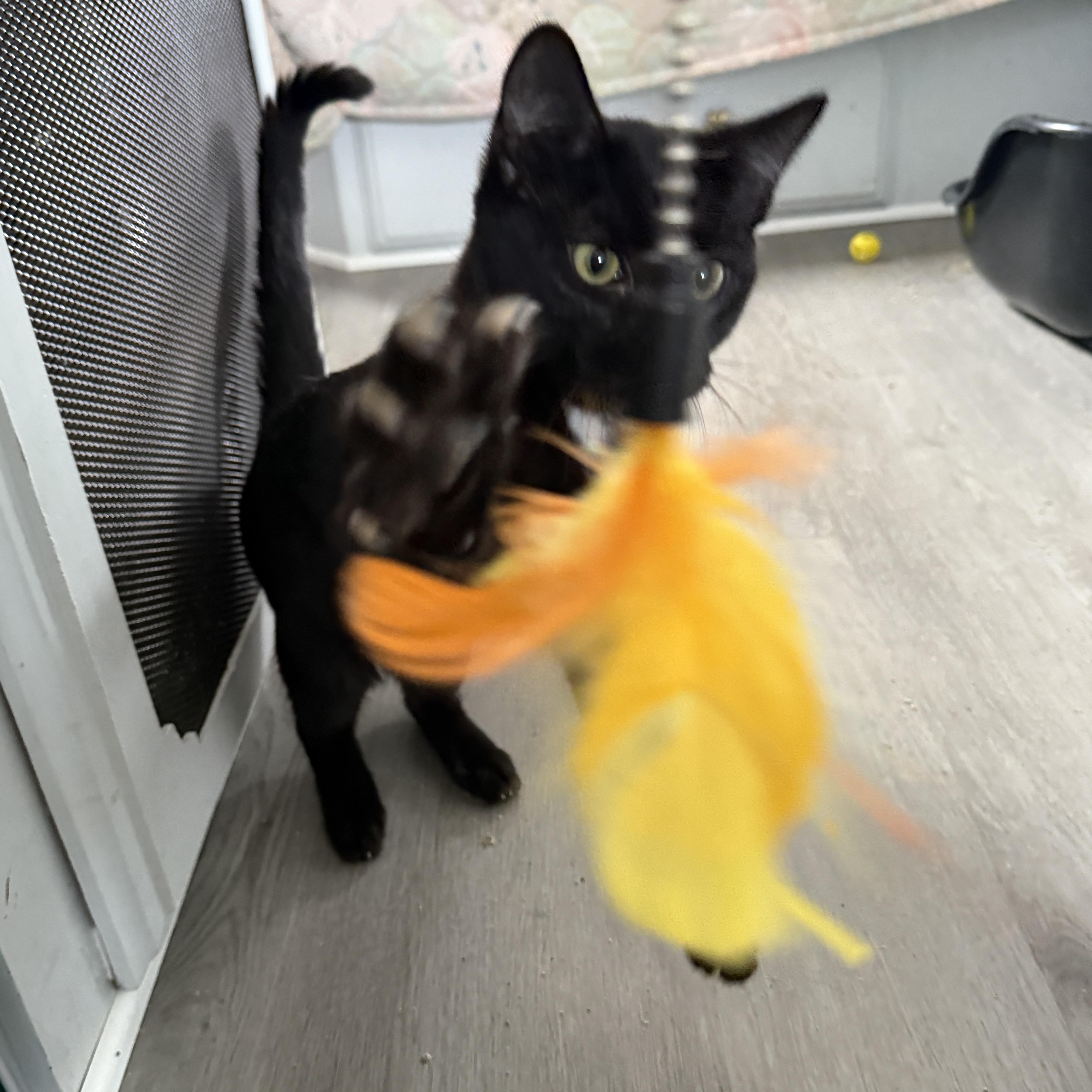 Ice Cream aka "I Scream" for attention, a Adoptable Domestic Short Hair in Beaufort, MO image 3/5