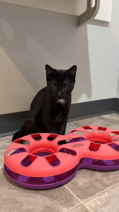 Enlarge Ice Cream aka "I Scream" for attention, a Adoptable Domestic Short Hair in Beaufort, MO video 5/5