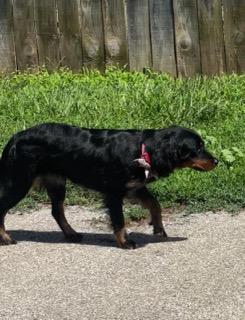 Nikki, an adopted mixed breed in Lexington, KY image 3/4