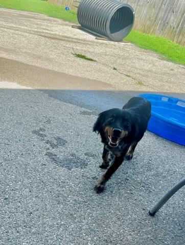 Nikki, an adopted mixed breed in Lexington, KY image 2/4