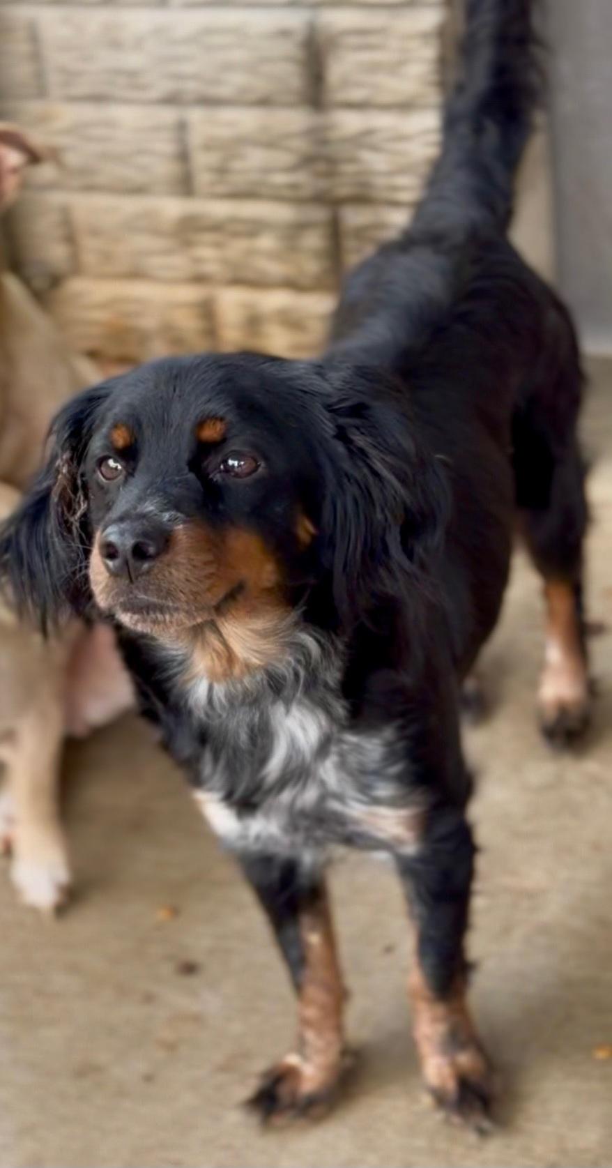 Nikki, an adopted mixed breed in Lexington, KY image 1/4