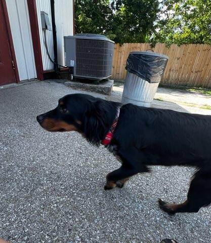 Nikki, an adopted mixed breed in Lexington, KY image 4/4