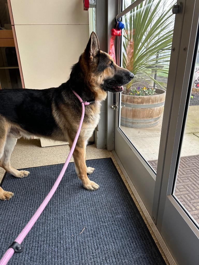Enlarge Whiskey - Sponsored by Happy Trails, a Adoptable German Shepherd Dog in Newberg, OR image 3/6