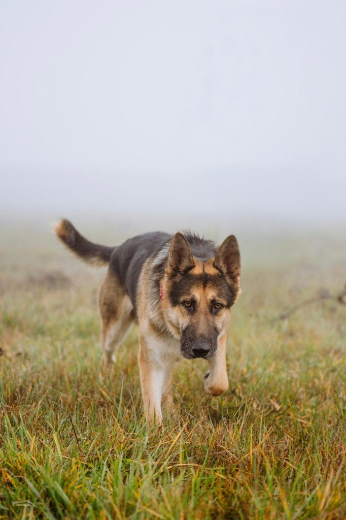 Enlarge Whiskey - Sponsored by Happy Trails, a Adoptable German Shepherd Dog in Newberg, OR image 4/6