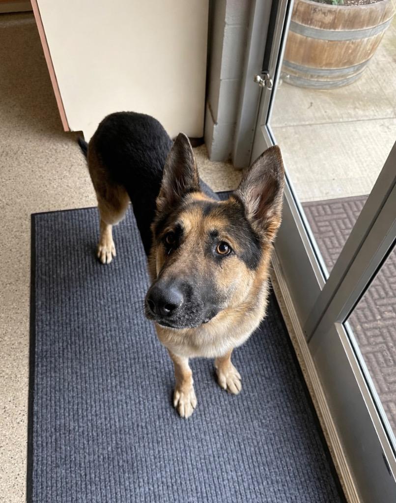 Enlarge Whiskey - Sponsored by Happy Trails, a Adoptable German Shepherd Dog in Newberg, OR image 5/6