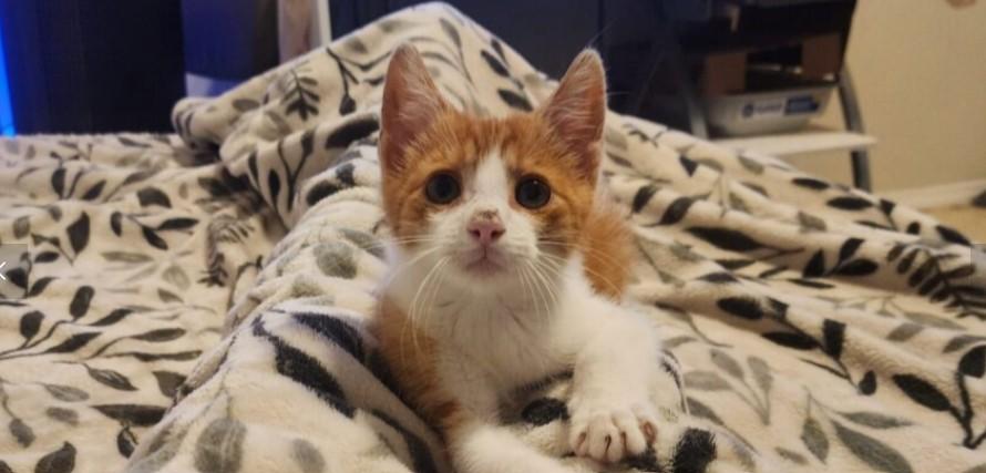 Sir Georgie Domestic Short Hair Cat