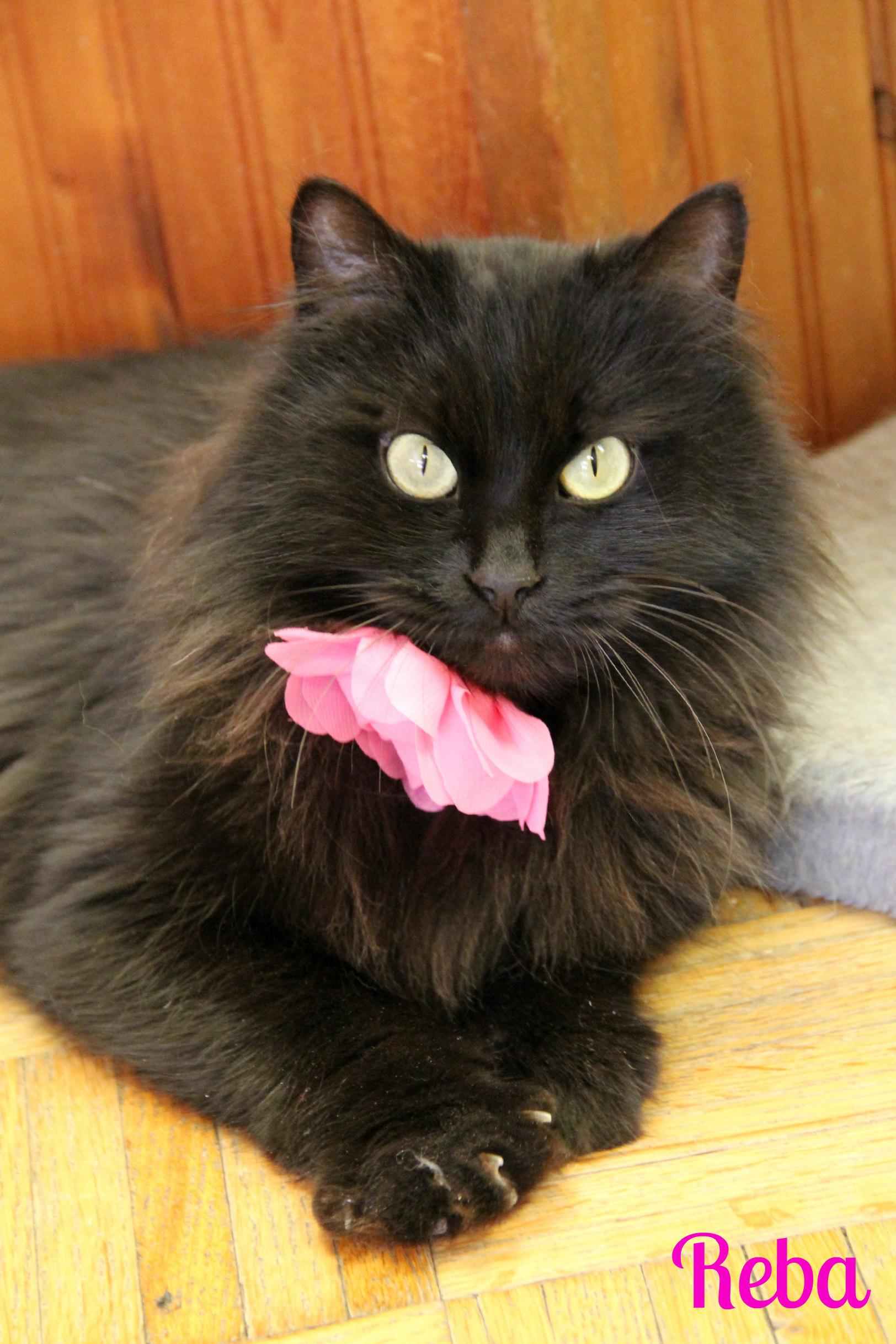 Enlarge Reba , a ADOPTABLE Domestic Long Hair in Vinton, IA image 1/1