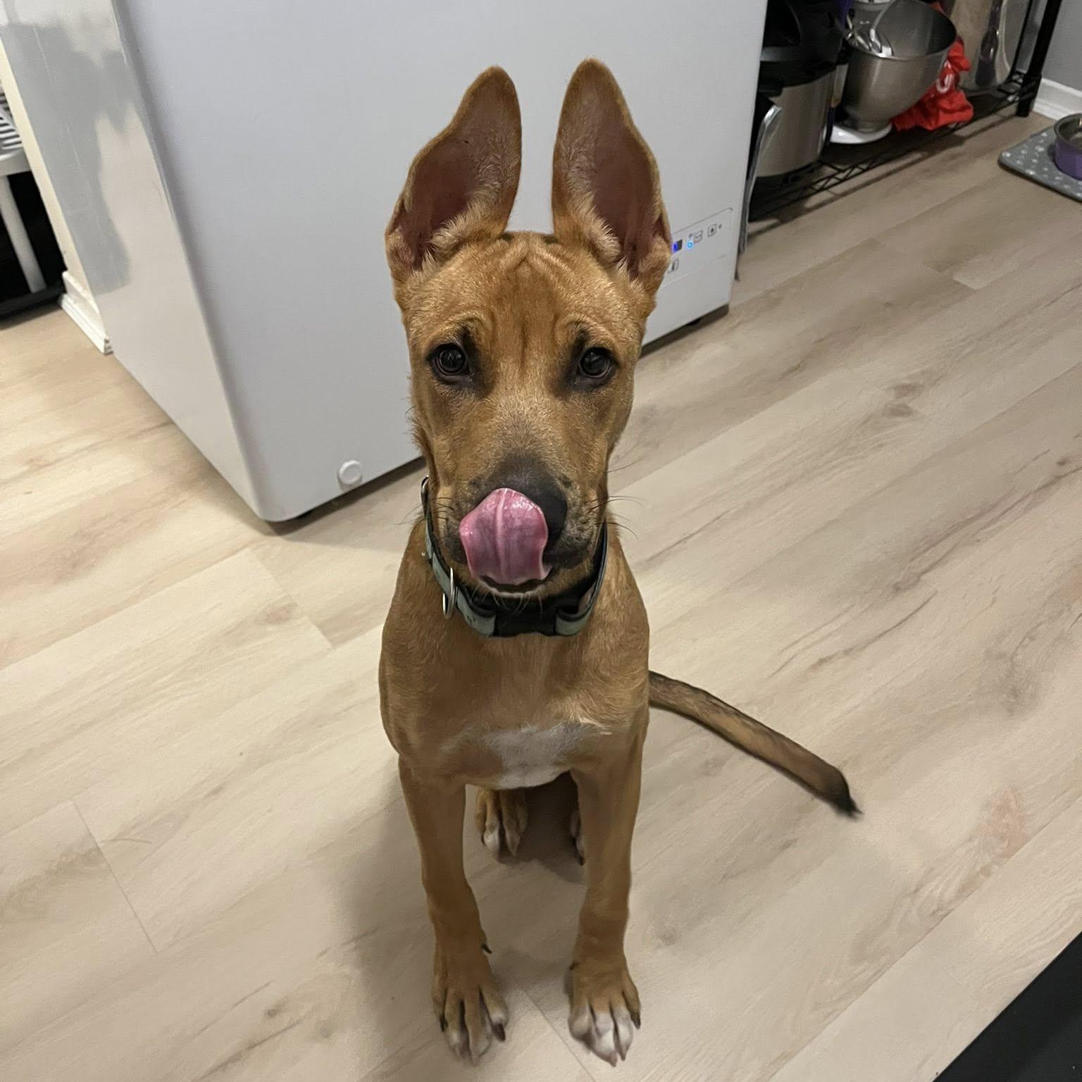 Enlarge Atlas, a ADOPTABLE mixed breed in Woodstock, ON image 1/6