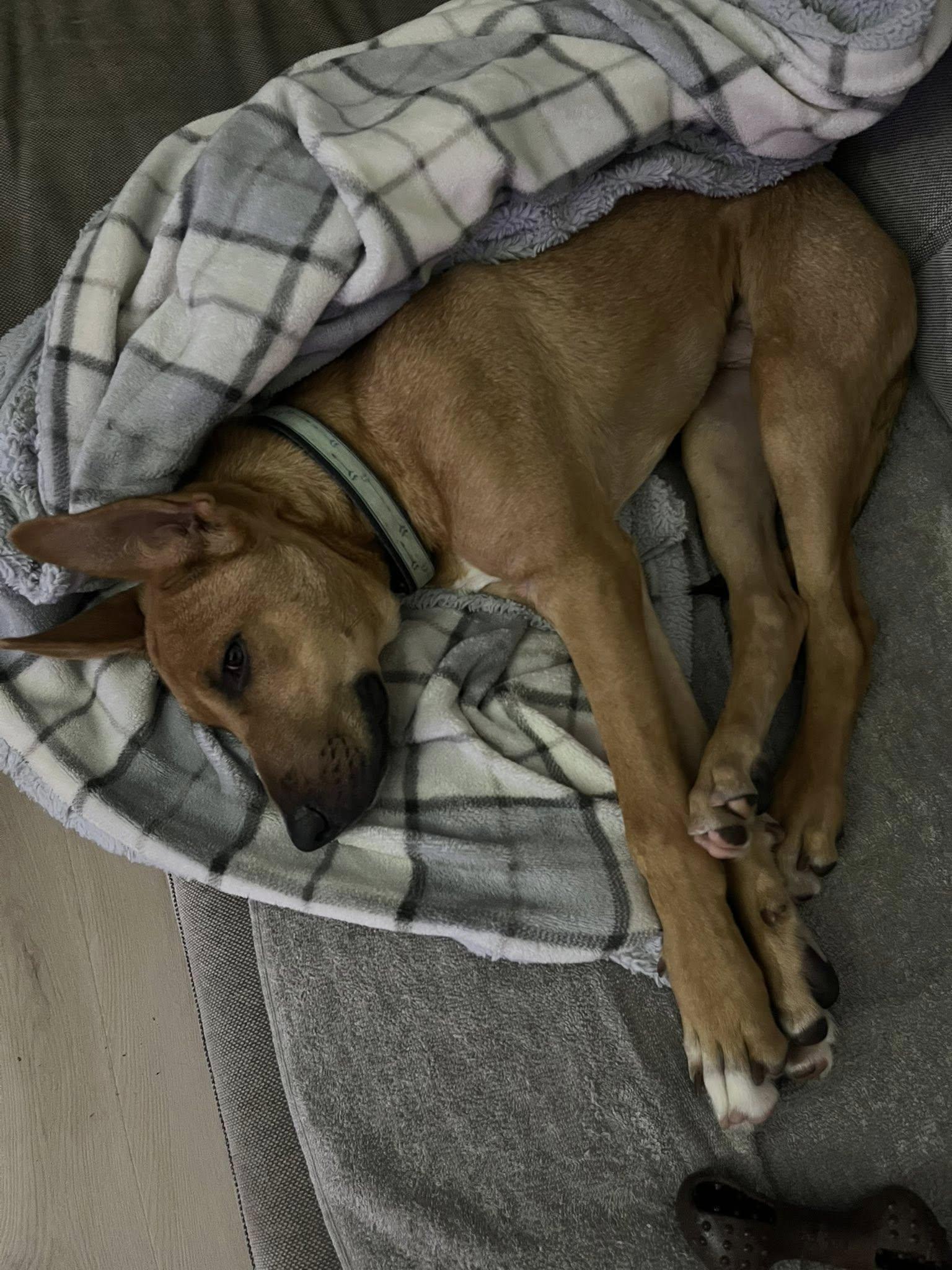 Enlarge Atlas, a ADOPTABLE mixed breed in Woodstock, ON image 2/6