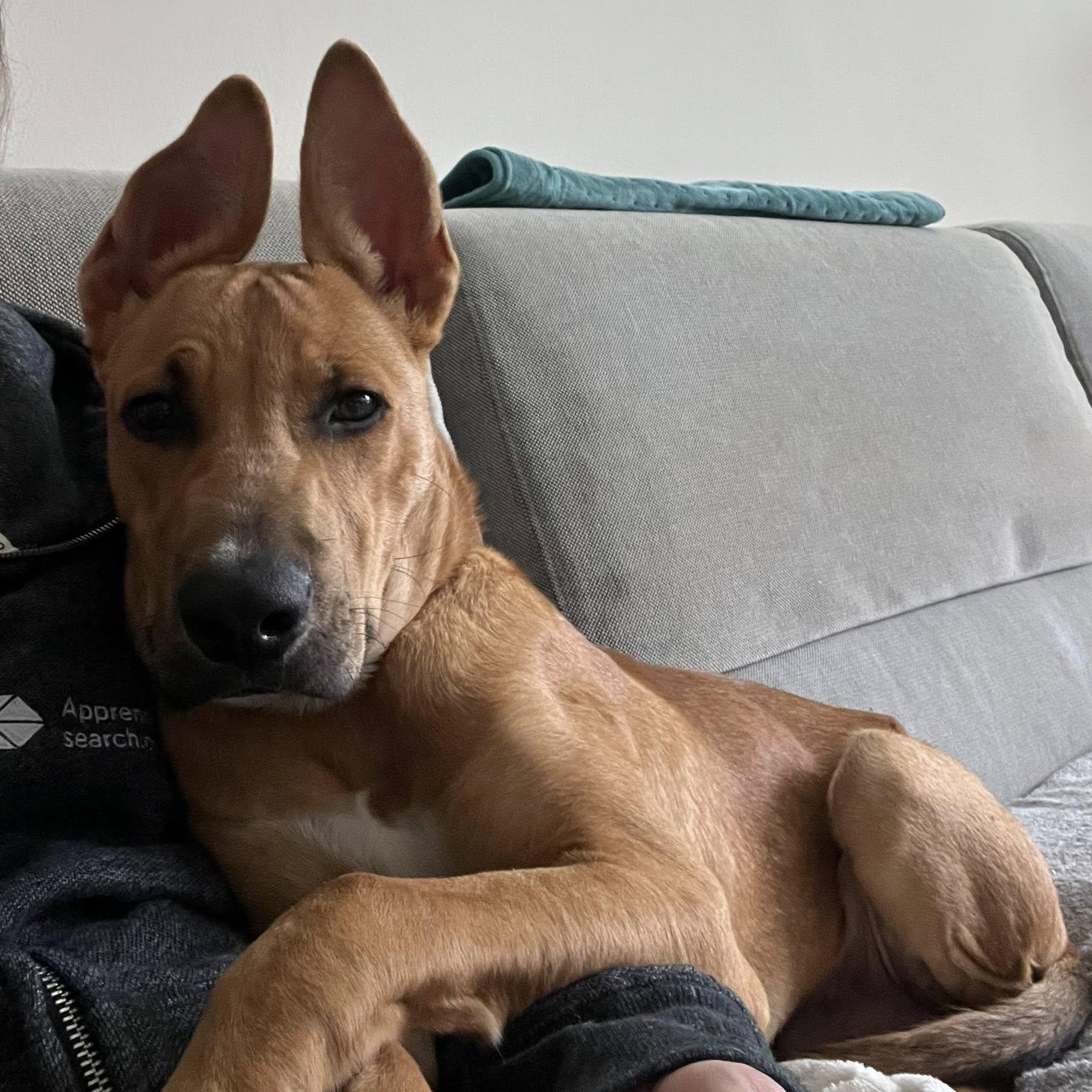 Enlarge Atlas, a ADOPTABLE mixed breed in Woodstock, ON image 3/6