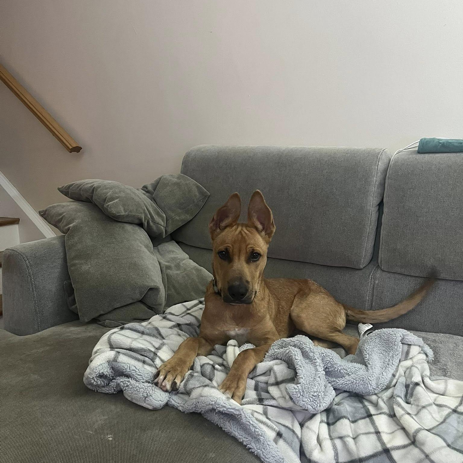 Enlarge Atlas, a ADOPTABLE mixed breed in Woodstock, ON image 4/6