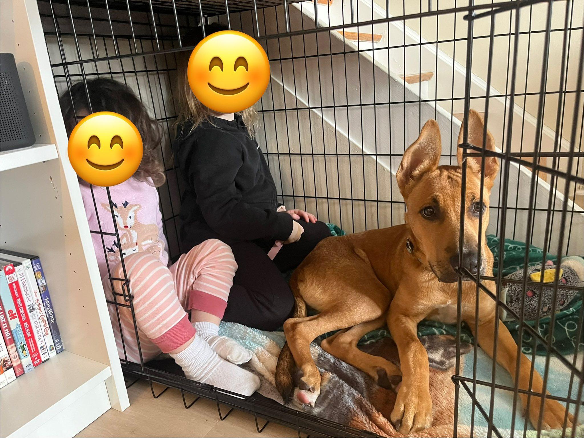 Enlarge Atlas, a ADOPTABLE mixed breed in Woodstock, ON image 5/6