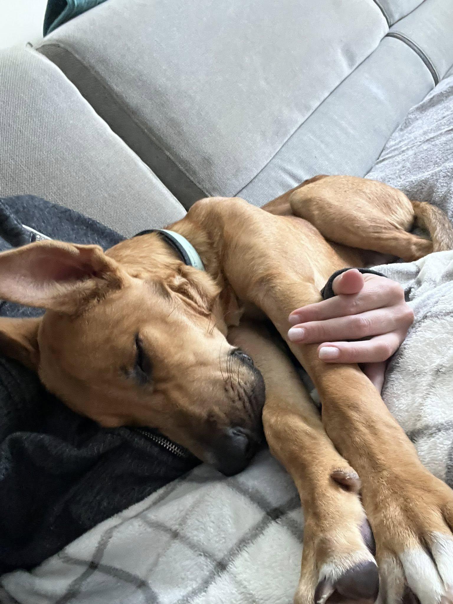 Enlarge Atlas, a ADOPTABLE mixed breed in Woodstock, ON image 6/6