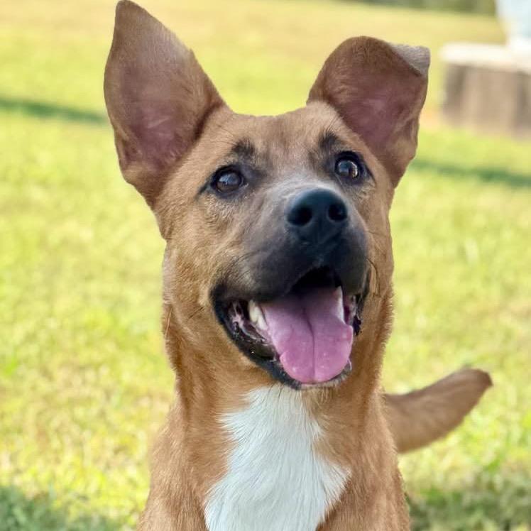 Enlarge Naomi - 072309U, a Adoptable mixed breed in Tupelo, MS image 1/3