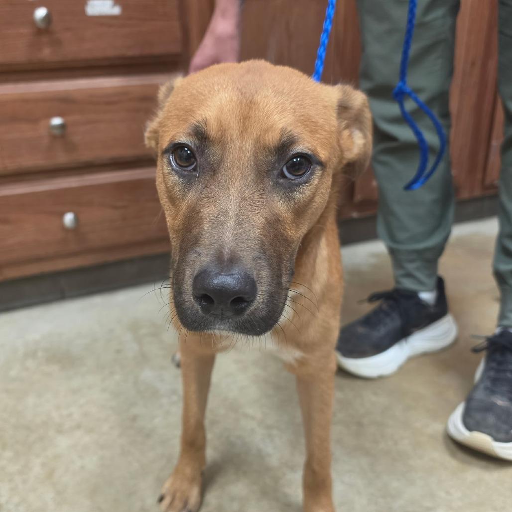 Enlarge Naomi - 072309U, a Adoptable mixed breed in Tupelo, MS image 2/3