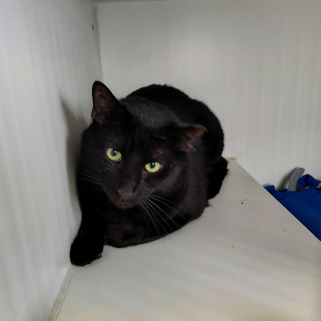 Enlarge Poblano, a Adoptable Domestic Short Hair in Norfolk, NE image 1/1