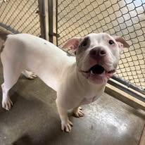 Enlarge Ms.Piggy, an adopted mixed breed in Munfordville, KY image 2/2