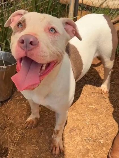 Ms.Piggy, adopted, Adult Female Pit Bull Terrier.