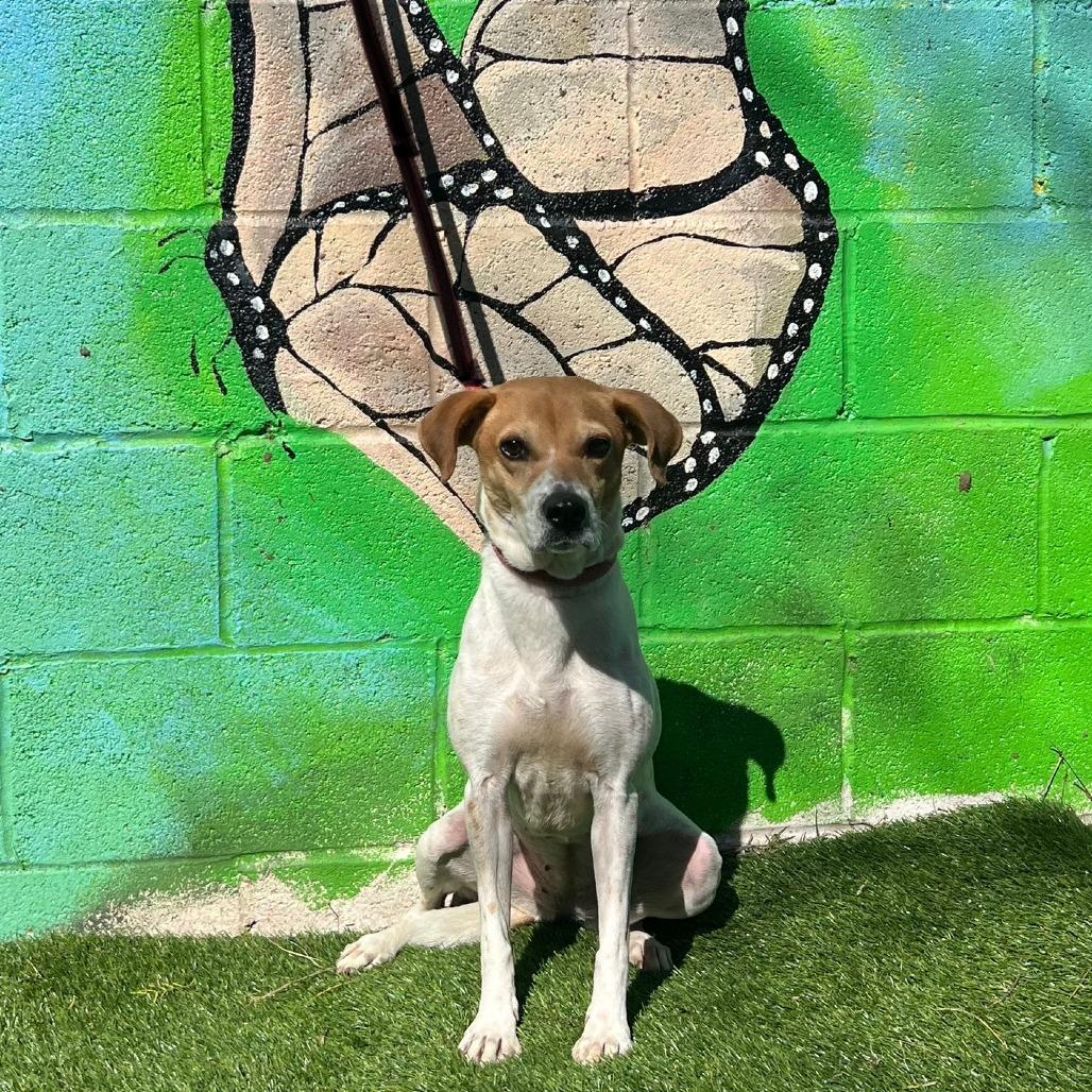 Leila, Adoptable, Adult Female Labrador Retriever & Mixed Breed.