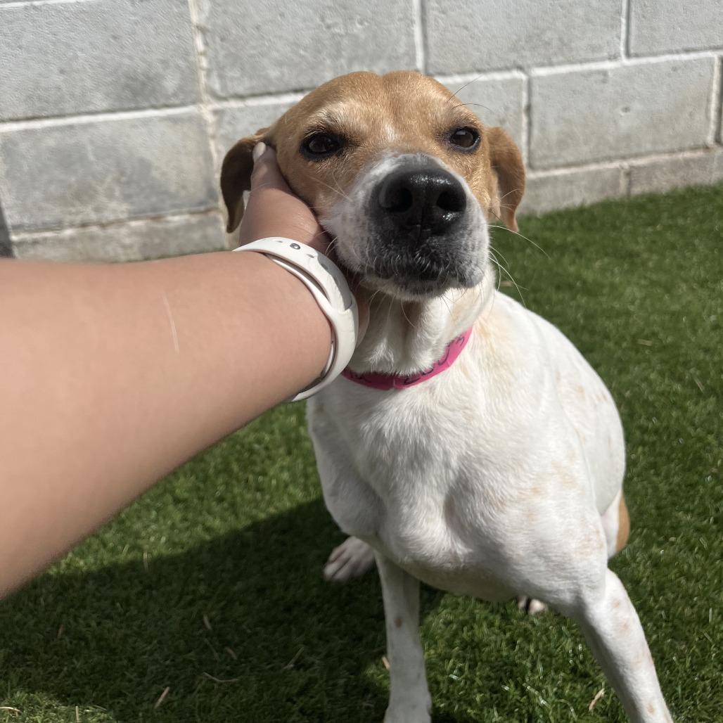 Enlarge Leila, a Adoptable mixed breed in Laredo, TX image 3/5