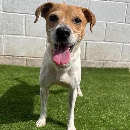 Leila, a Adoptable mixed breed in Laredo, TX image 4/5