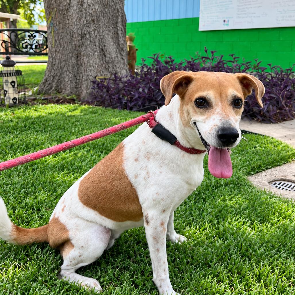 Enlarge Leila, a Adoptable mixed breed in Laredo, TX image 1/6
