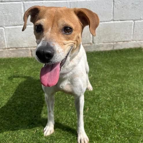 Leila, a Adoptable mixed breed in Laredo, TX image 5/5