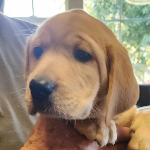 Enlarge Mabel (#419), a Adoptable Yellow Labrador Retriever in Twin lakes, WI image 1/1