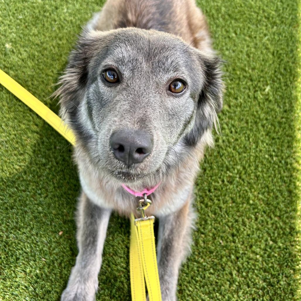 Athena, Adoptable, Young Female Mixed Breed.