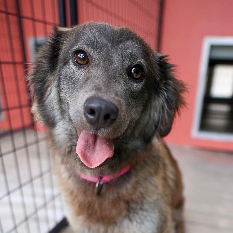 Enlarge Athena, a Adoptable Mixed Breed in Bradenton, FL image 2/4