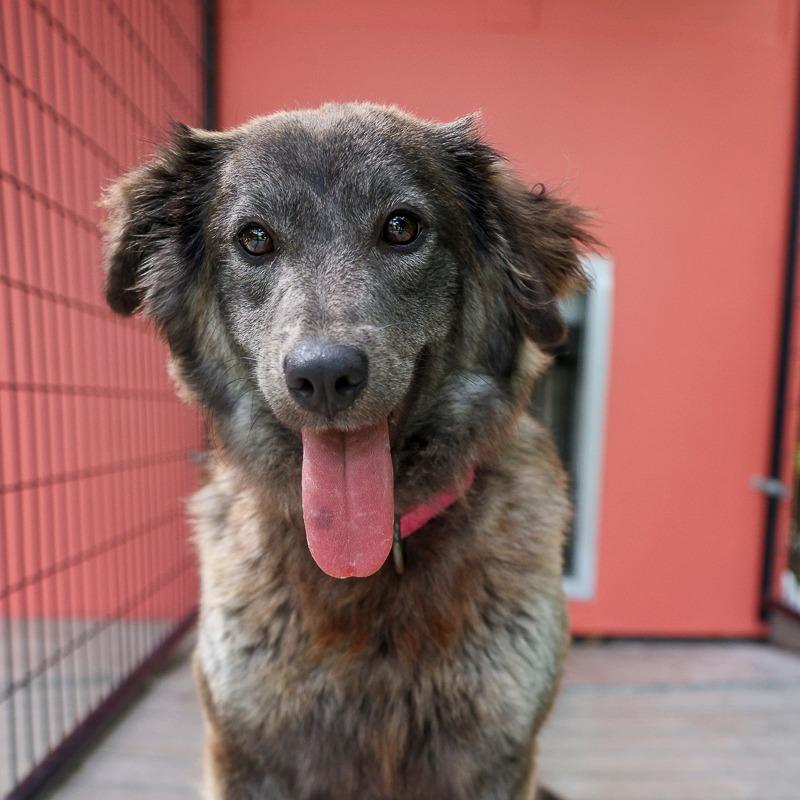 Enlarge Athena, a Adoptable Mixed Breed in Bradenton, FL image 3/4