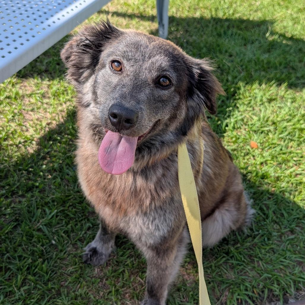 Enlarge Athena, a Adoptable Mixed Breed in Bradenton, FL image 4/4