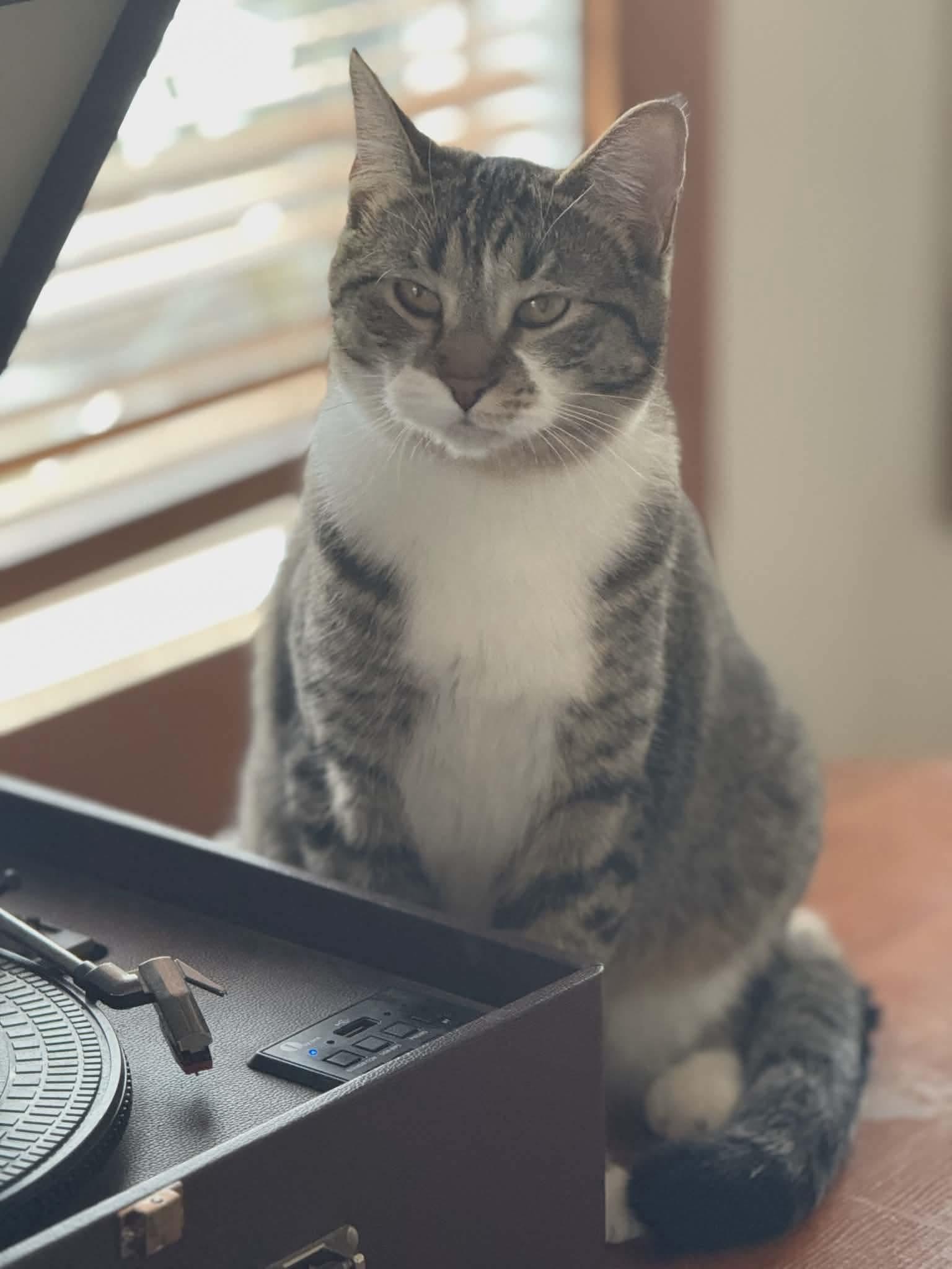 Enlarge Chia & Reishi, a Adoptable mixed breed in Gladstone, OR image 5/6
