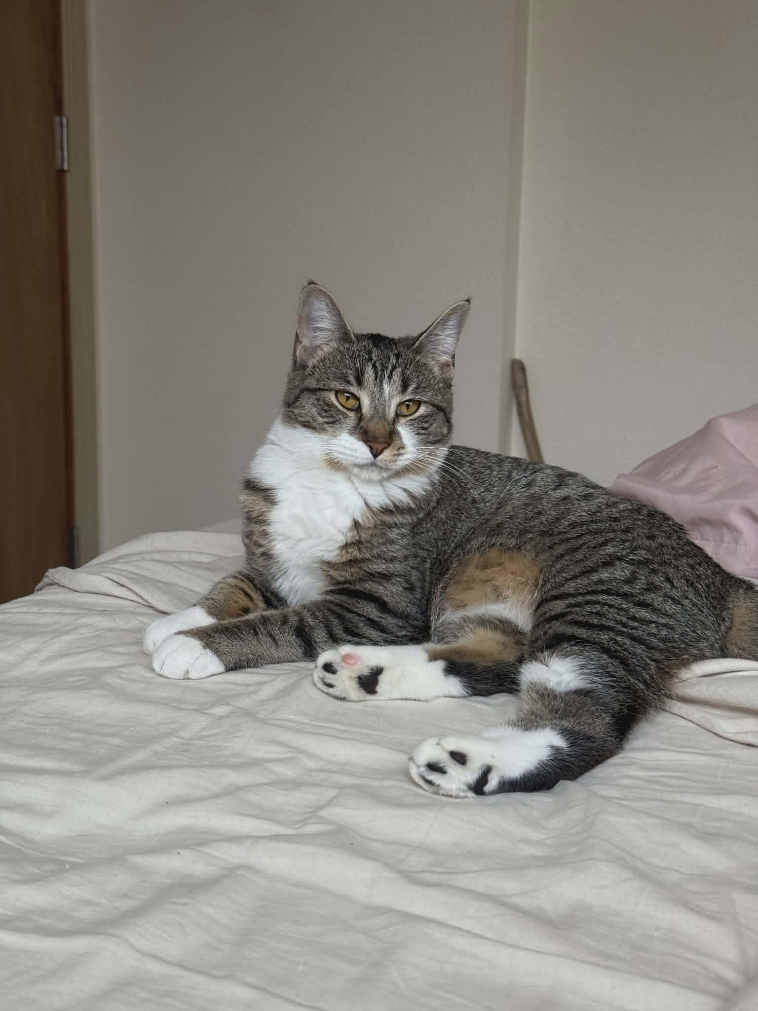 Enlarge Chia & Reishi, a Adoptable mixed breed in Gladstone, OR image 4/6