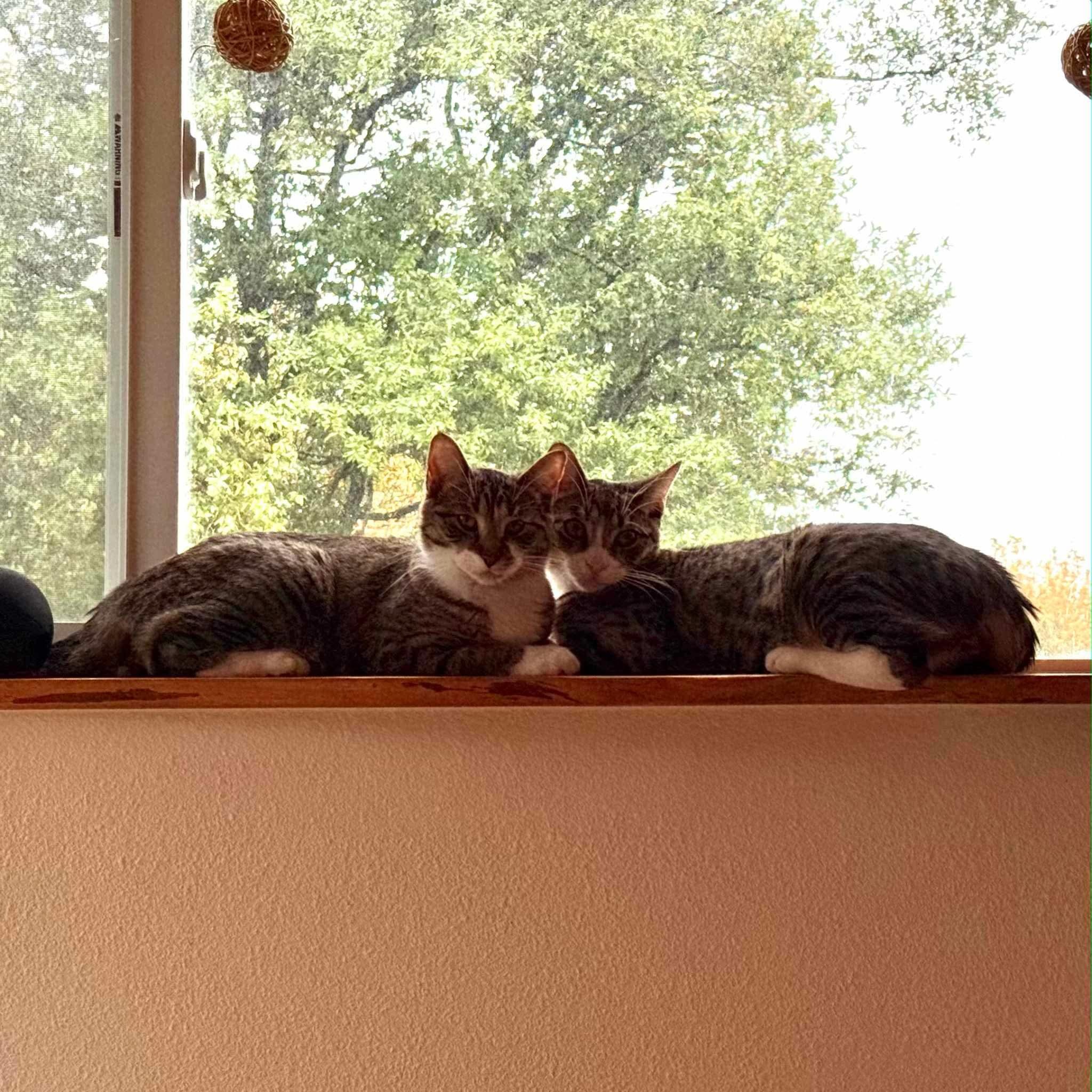 Enlarge Chia & Reishi, a Adoptable mixed breed in Gladstone, OR image 3/6