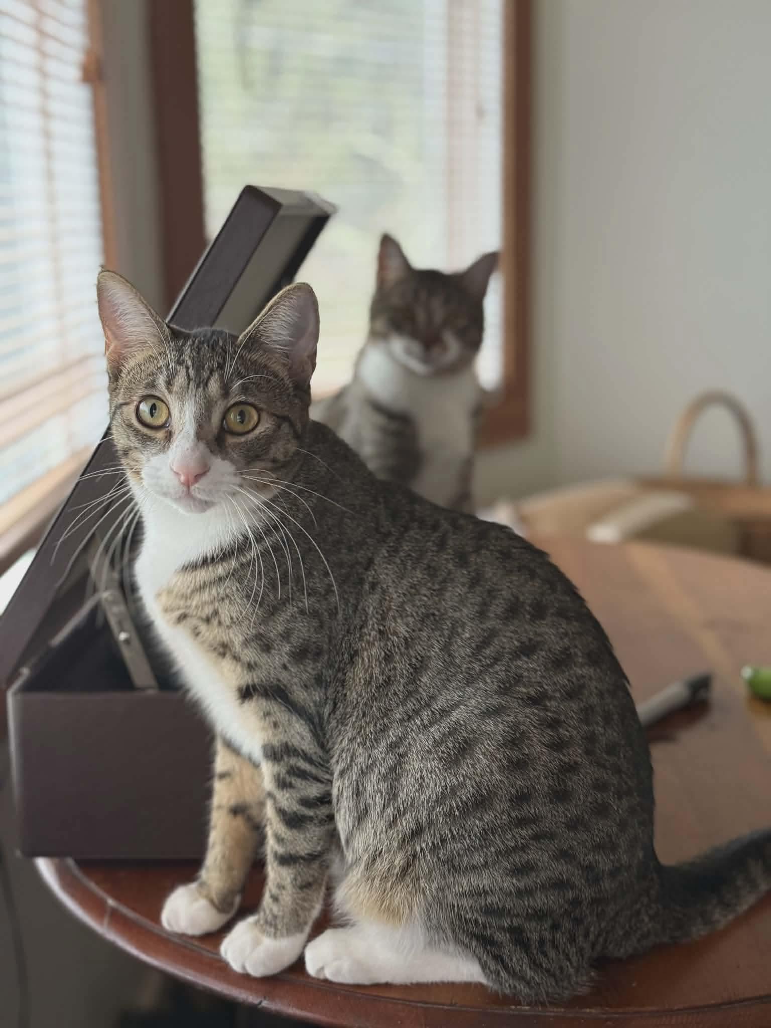 Enlarge Chia & Reishi, a Adoptable mixed breed in Gladstone, OR image 1/6