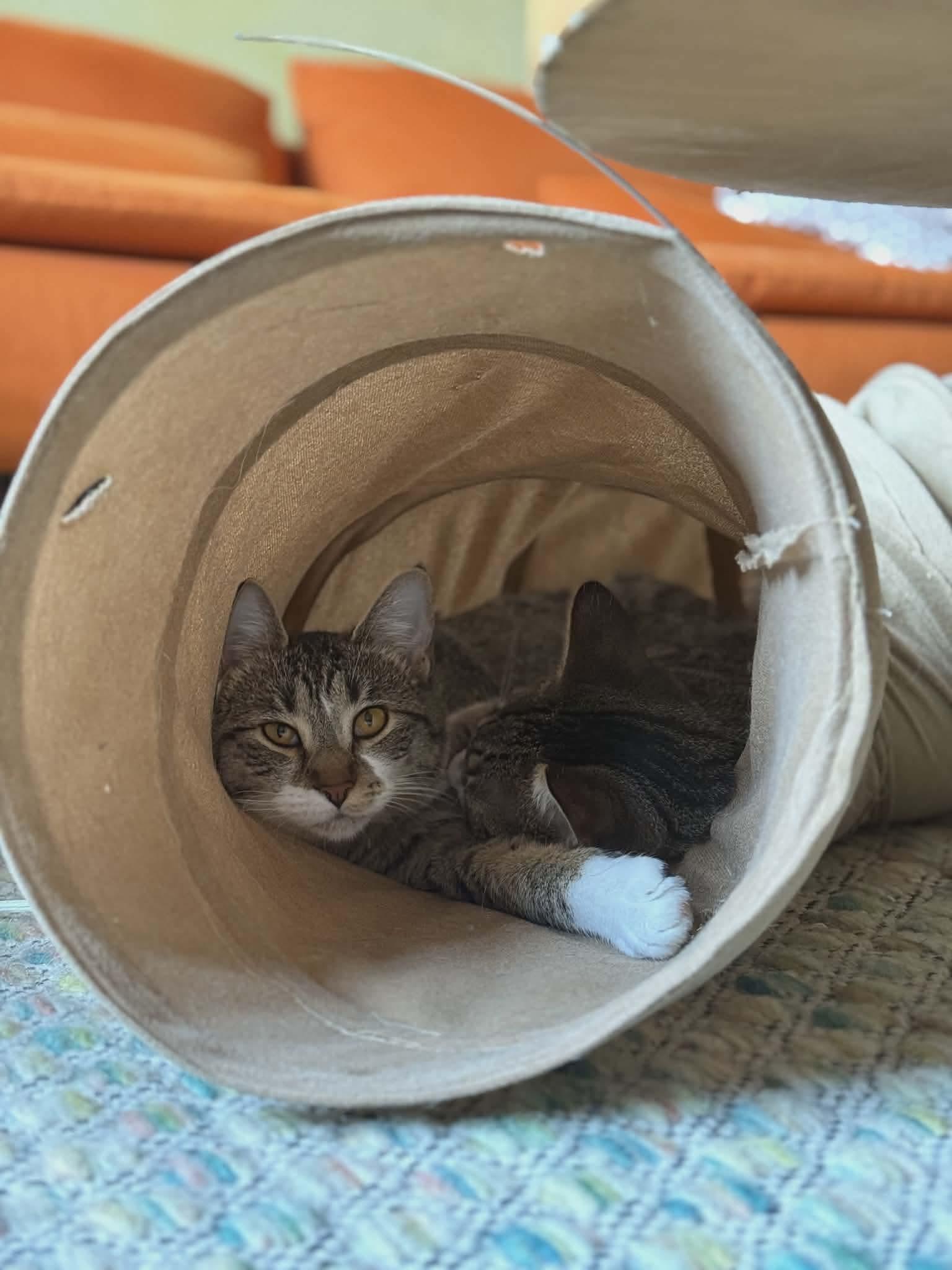 Enlarge Chia & Reishi, a Adoptable mixed breed in Gladstone, OR image 6/6