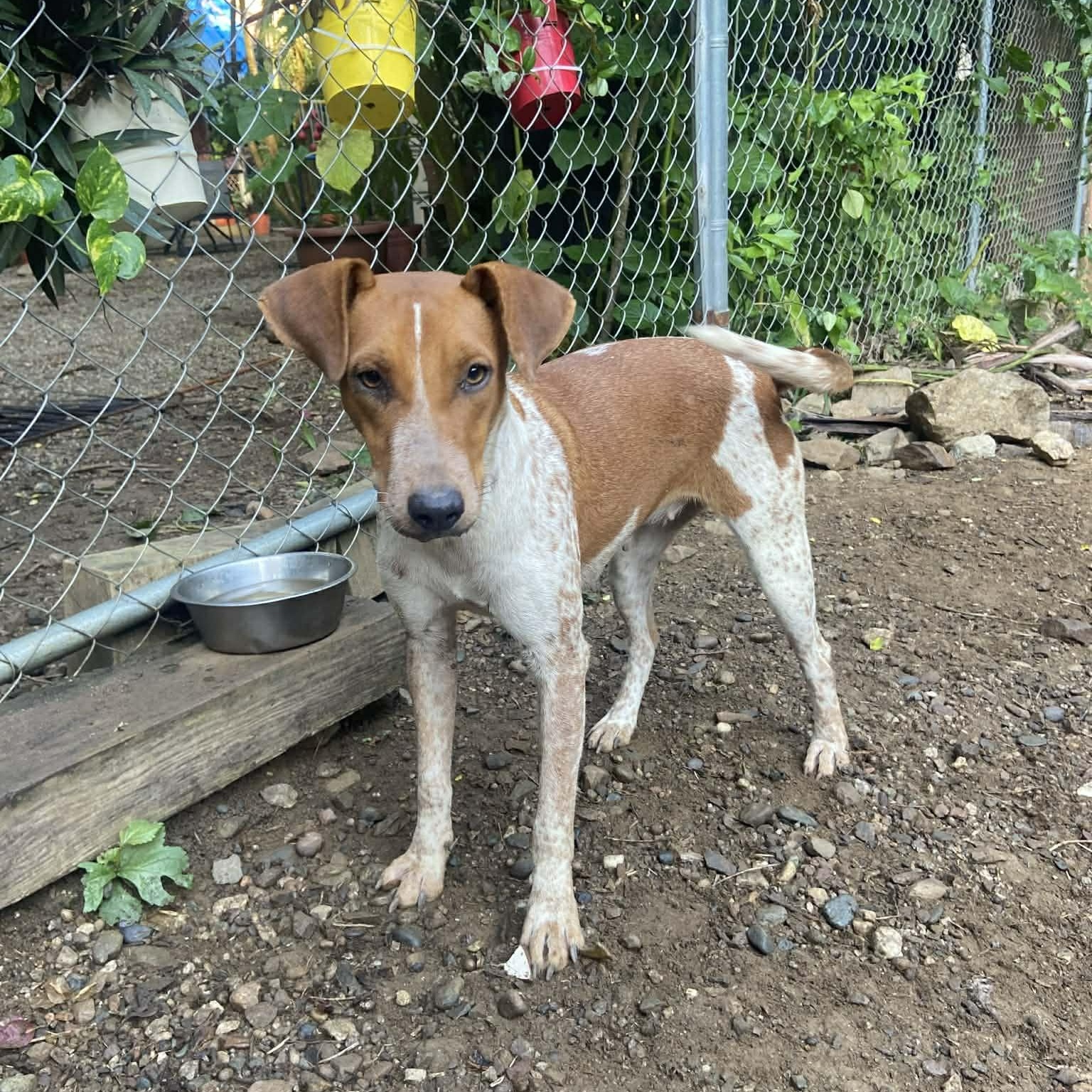 Tilly, Adopted, Young Female Terrier.