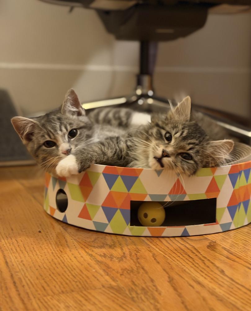 Paulo and Rio, Adoptable, Kitten Male Domestic Long Hair.