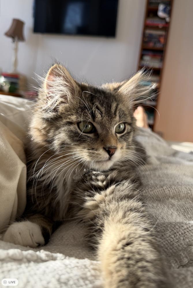 Enlarge Paulo and Rio, a Adoptable Domestic Long Hair in New York, NY image 2/6