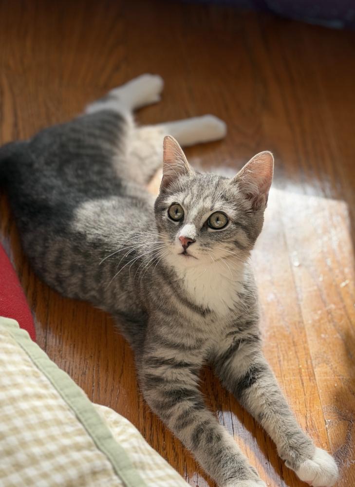 Enlarge Paulo and Rio, a Adoptable Domestic Long Hair in New York, NY image 4/6