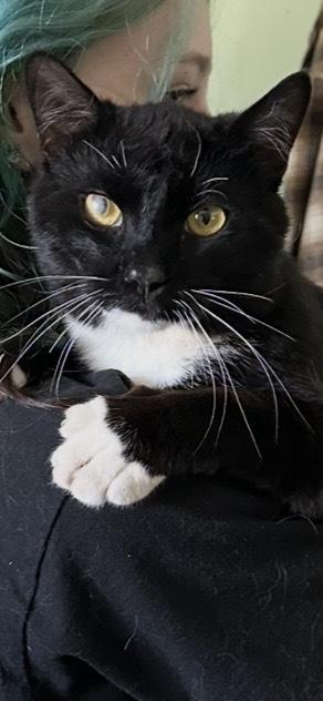 Sebastian, Adoptable, Adult Male Domestic Short Hair.