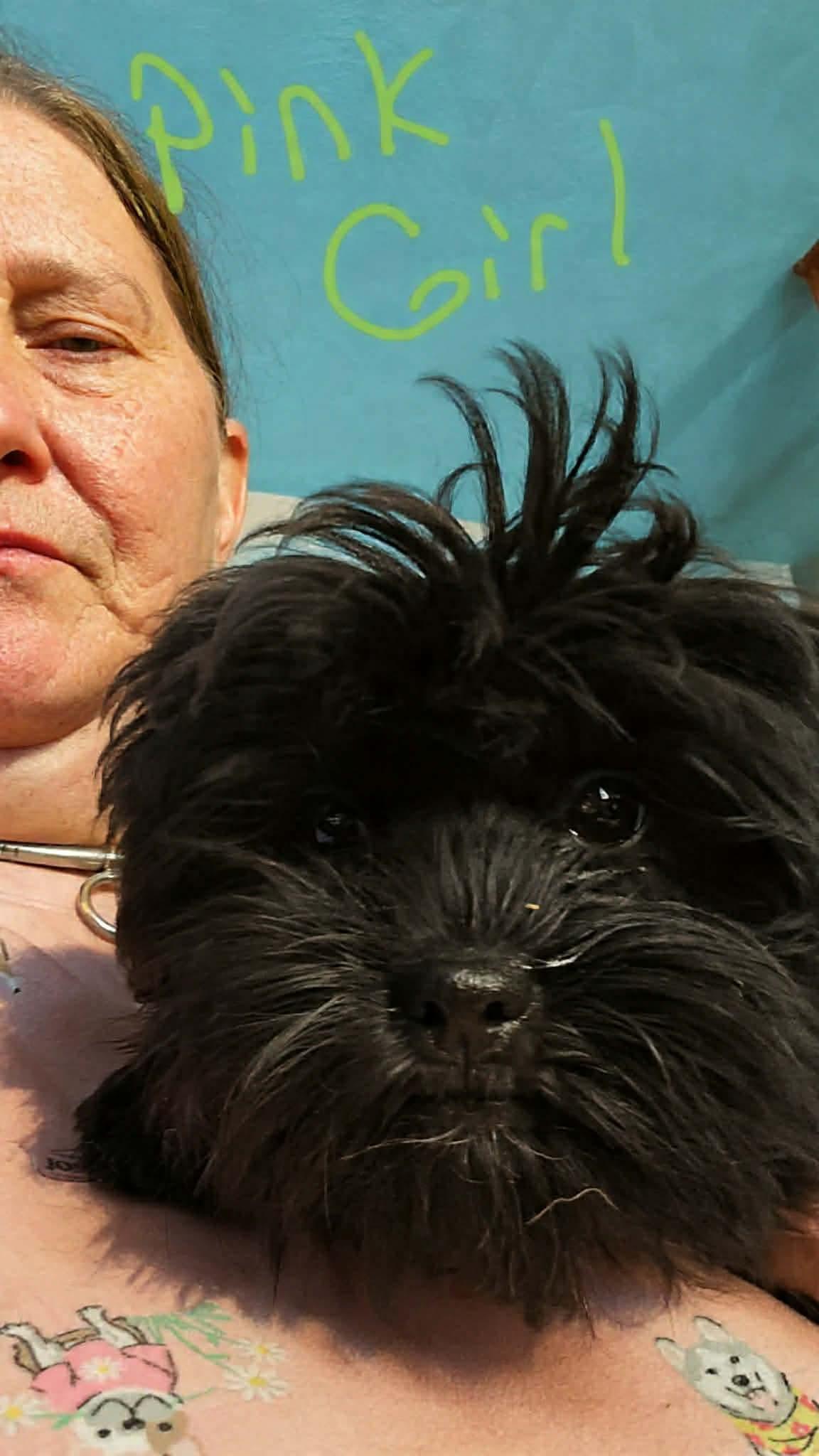 Enlarge Pink girl, a Adoptable mixed breed in Paoli, IN image 1/1