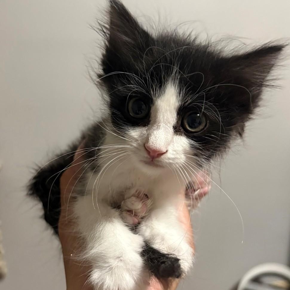 Louie Singh, Adoptable, Kitten Male Domestic Short Hair & Tuxedo.