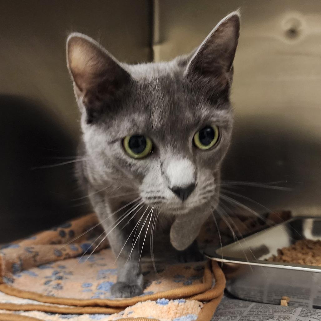 Aspen, Adoptable, Adult Female Domestic Short Hair.