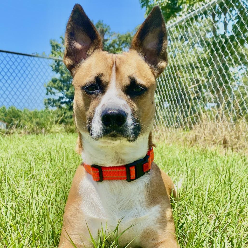Cowboy, Adoptable, Adult Male Cardigan Welsh Corgi.