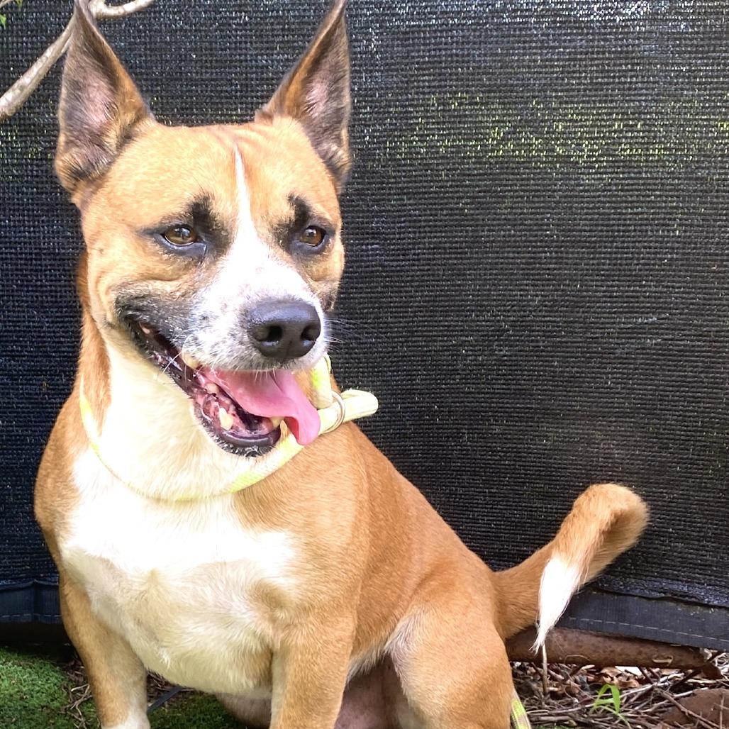 Enlarge Cowboy, a Adoptable Cardigan Welsh Corgi in Tyler, TX image 2/4